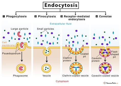 Hedging basically means minimizing or controlling the risk involved during a transaction. Endocytosis: Definition, Types, & Examples with Diagram