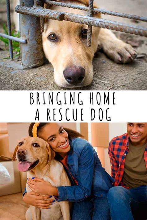 Bringing Home A Rescue Dog Get Your Rescue Dog Off To A Great Start