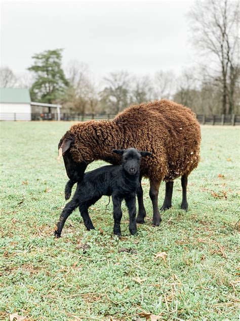 Black Welsh Mountain Sheep The Livestock Conservancy