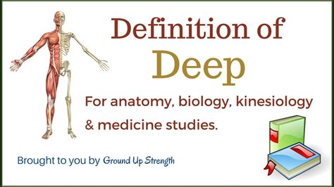 Deep Definition Anatomy Biology Medicine And Kinesiology Youtube