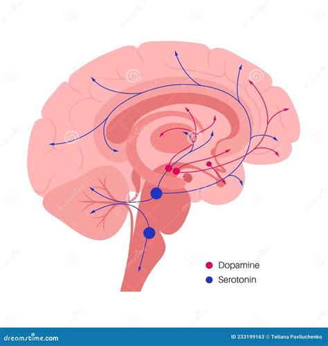 Serotonin Pathway In Brain Vector Illustration 233028514