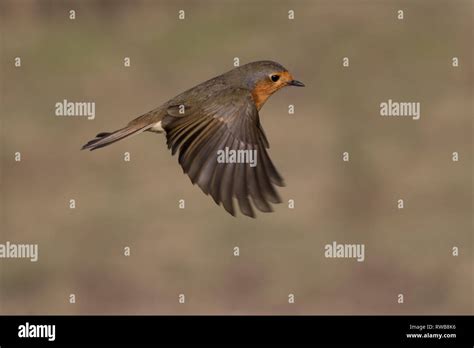 Flying Robin Hi Res Stock Photography And Images Alamy