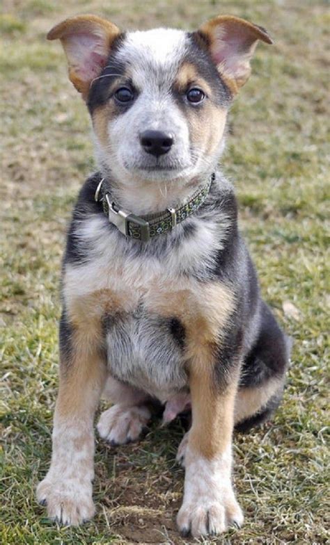 Red Heeler Chihuahua Mix Pets Lovers