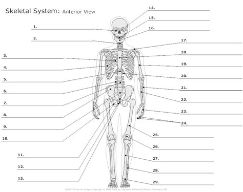 Label the bones on the skeleton. 13 Best Images of Skeleton Bones Labeled Worksheets ...