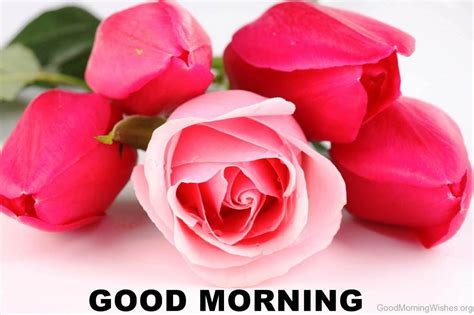 If you get inspired by a beautiful good morning pic, go ahead and share the power of early motivation. cture-download-mojly-quotes-Good-Morning-Rose-Flower-Image ...