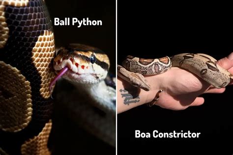 Can A Boa Constrictor Kill You And Safety Tips