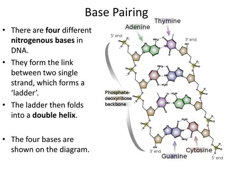 These are the nitrogenous based in dna. PPT - The Structure of DNA PowerPoint Presentation, free ...