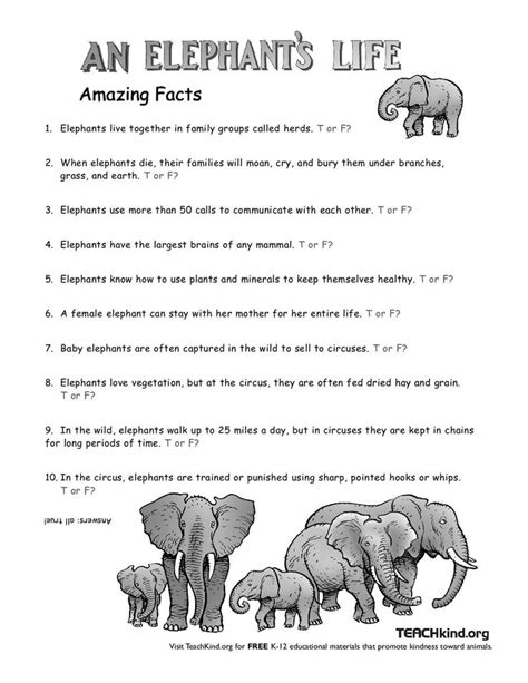 An Elephants Life Peta Elephant Life Elephant Facts Animal