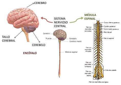Esquema Del Sistema Nervioso Central Y Sus Partes Cu Les Son Las Hot