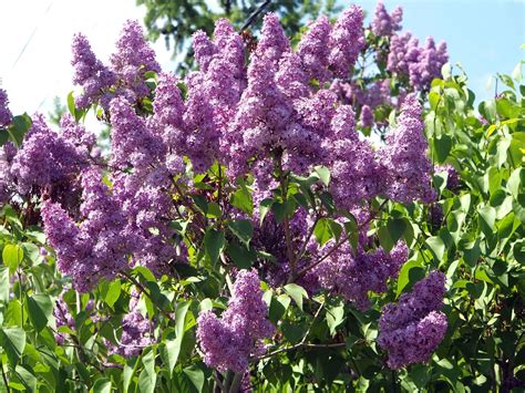 How And When To Prune Lilacs Hunker Lilac Tree Lilac Bushes Lilac