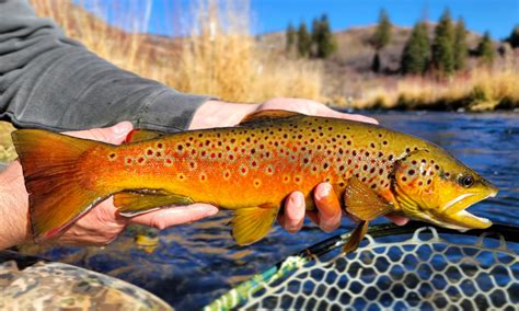Best Brown Trout Images On Pholder Fishing Flyfishing And Troutfishing