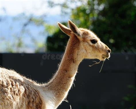 Side View Of A Brown Llama Grazing Grasses On A Farm Stock Image