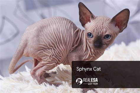 Sphynx Cat Breed Detailed Information And Characteristics