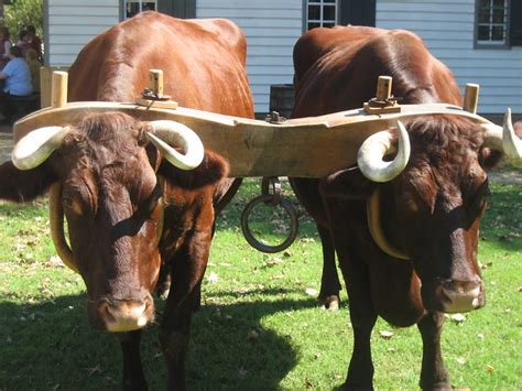 Oxen in yoke in Williamsburg | Flickr - Photo Sharing!