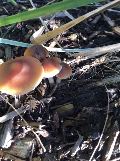 Melbourne Magic Mushrooms June 4 2017 Psilocybe Subaeruginosa