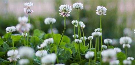 Red And White Clover Benefits For Humans And Animals