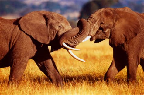 the differences between the african and indian elephant hubpages