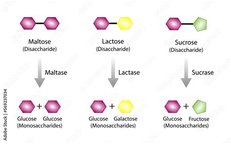 Carbohydrates Digestion Maltase Sucrase And Lactase Enzymes Catalyze