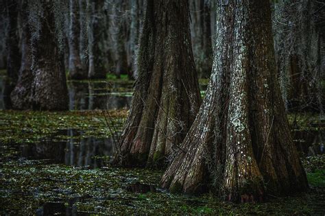 Bayou Cypress Tree Lichens 3 Lake Martin Louisiana Photograph By