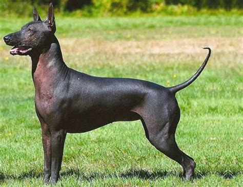 How Much Does A Xoloitzcuintli Cost Unveiling The Price Of Owning This