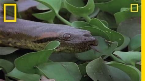 Anaconda Breeding Ball National Geographic Youtube