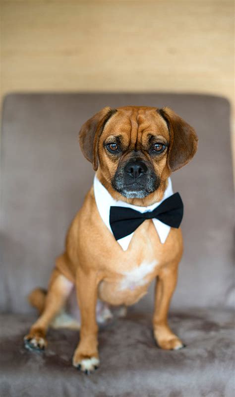Dog White Shirt Collar And Bow Tie On Storenvy