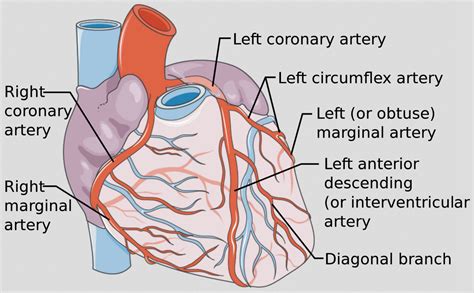 Coronary Arteries Supply