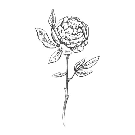 Hand Drawn Peony Rose Sketch Monochrome Flower Doodle Black And