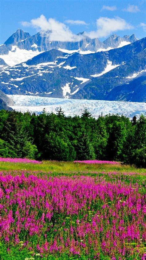 Wallpaper Usa Alaska Mountains Snow Flowers Grass Forest