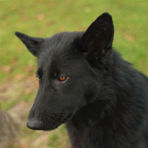 Pound Dogs Noir Black German Shepherd Mix