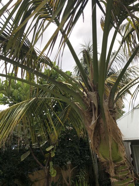 Help Please Kentia Palms Dying Discussing Palm Trees Worldwide
