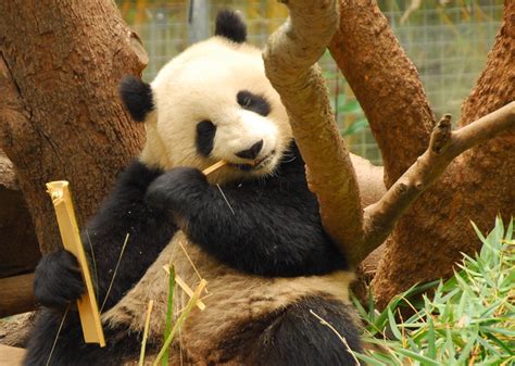 Its Hard To Imagine A Baby Panda As Small As A Stick Of Butter