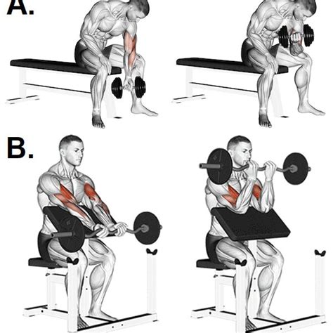 Seated Bicep Curls A One Arm Dumbbell Concentration Curl Increases
