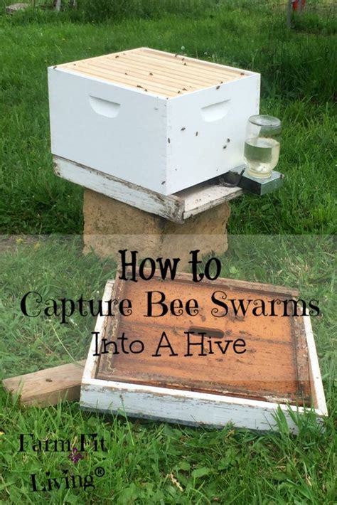 How To Capture Bee Swarms Into A Bee Hive Bee Swarm Bee Keeping