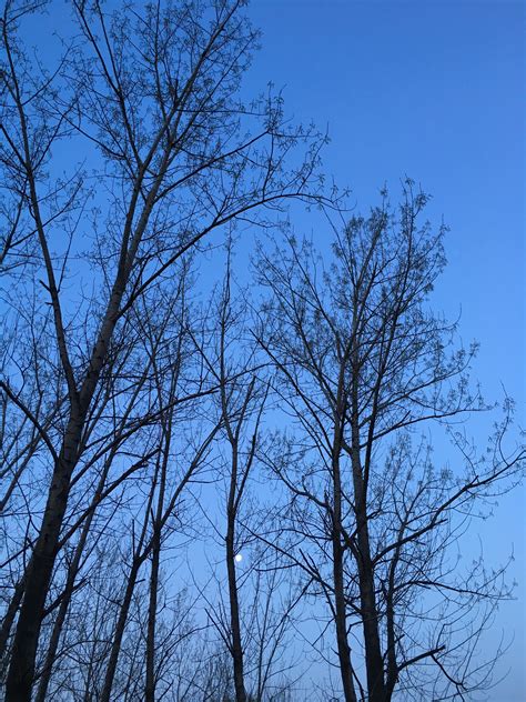 Free Images Tree Nature Forest Branch Winter Cloud Sky