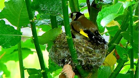 Goldfinch Nest Youtube