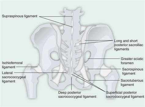 Posterior View Of The Articulations And Associated Ligaments Of The