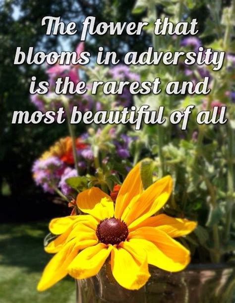01:18:35 is the most rare and beautiful of all. The flower that blooms in adversity is the rarest and most beautiful of all. | Adversity quotes ...