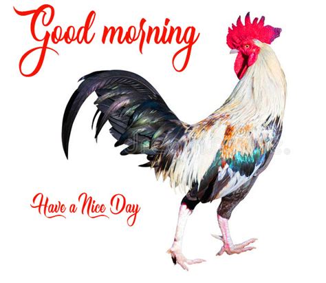122 Good Morning Rooster Pictures Photo Images Download