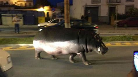 Hungry Hippo Makes Bid For Freedom Newshub