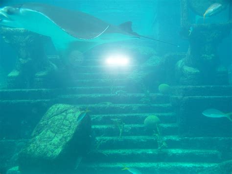 The Dig Aquarium Atlantis Resort Bahamas Resort Atlantis Journey