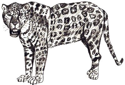 We did not find results for: How to Draw a Jaguar - Draw Step by Step