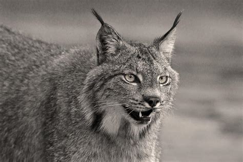 Black And White Lynx Photograph By Wes And Dotty Weber