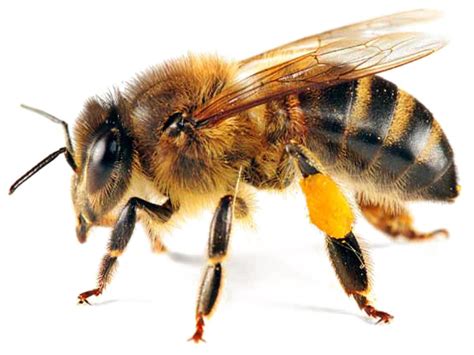 Bee Transparent Png Arts