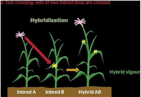 Hybrid Plants What Are They And How Are They Hybridized Everchem