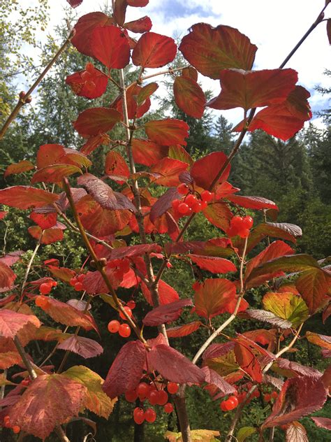 Viburnum Edule A “berry” Nice Garden Shrub Alaska Master Gardener Blog