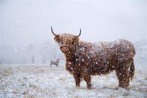 Scot Captures Incredible Photos Of Highland Cow In Glen Nevis Snowfall