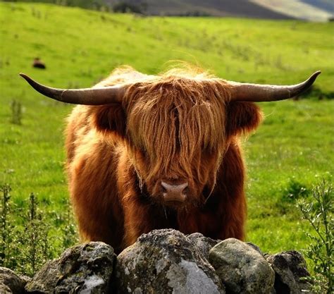 17 Images About Scottish Highland Cattle On Pinterest Beautiful