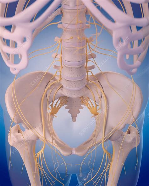Nervous System Of Hip Stock Image F0162107 Science Photo Library