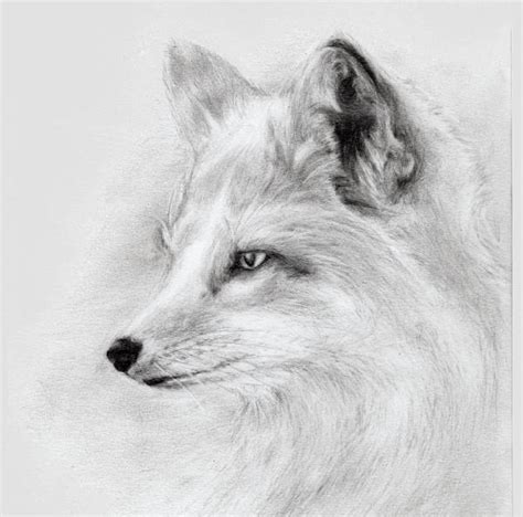 22 Fox Realistic Drawings